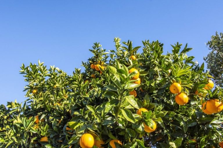 Photo of property in 53 Hynds Road, Gate Pa, Tauranga, 3112