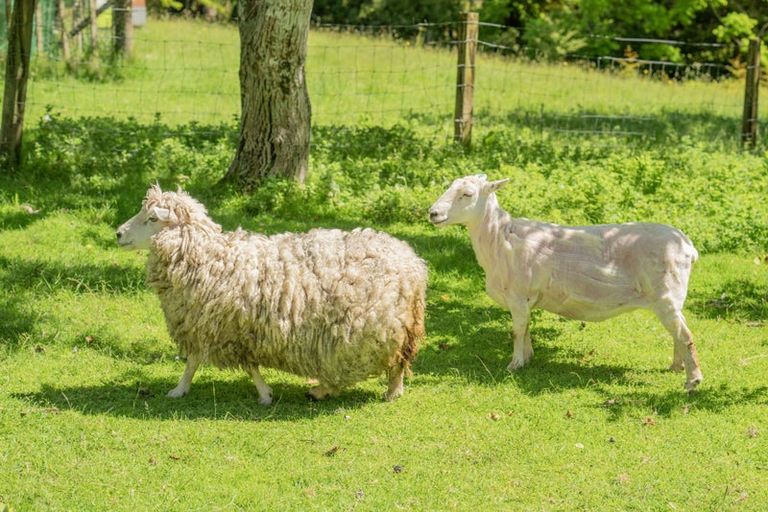 Photo of property in 506 Pakihi Road, Toatoa, Opotiki, 3197