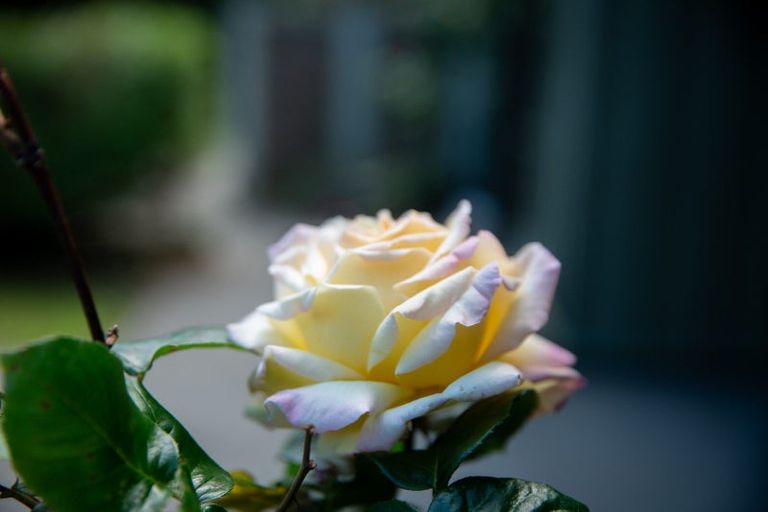 Photo of property in 101 Huia Street, Waikanae, 5391