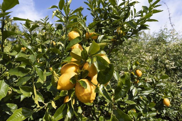 Photo of property in 19 Russell Road, Huntly, 3700