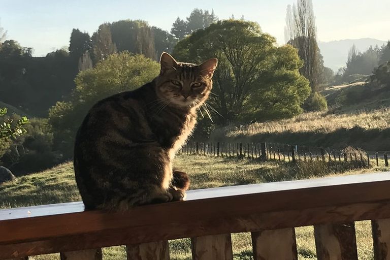 Photo of property in 86 Gibbs Road, Taihape, 4720