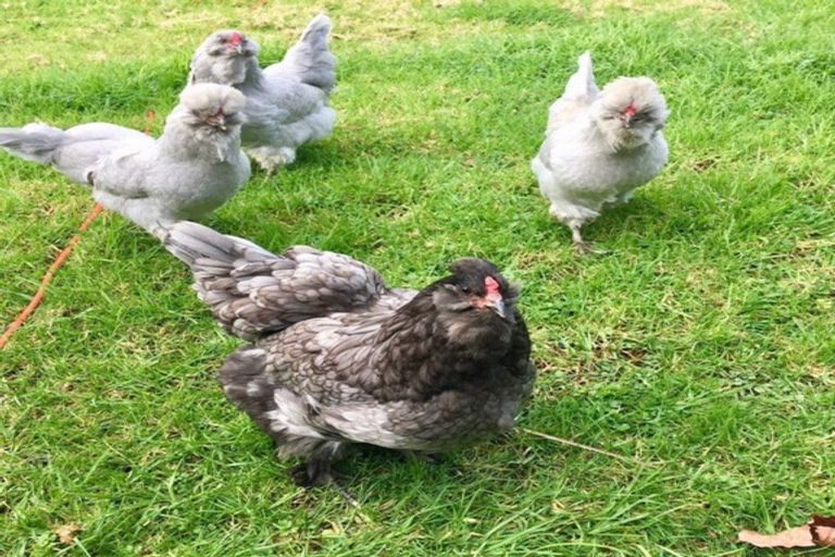 Photo of property in 187 Bayer Road, Puhoi, Silverdale, 0994