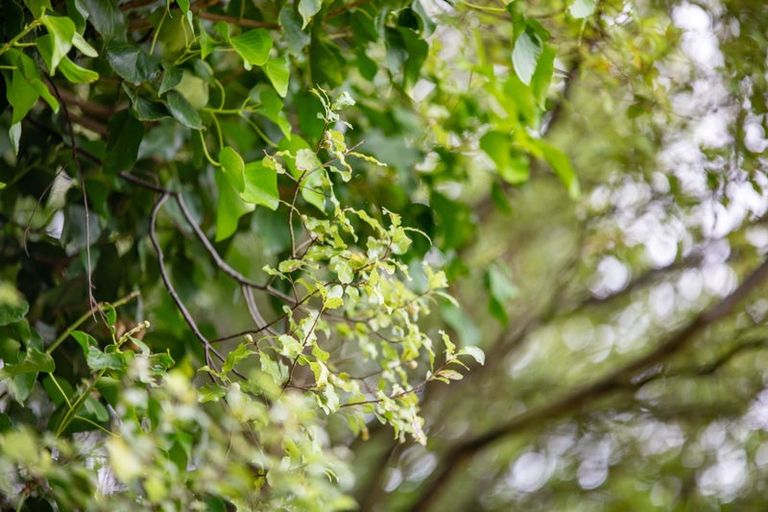 Photo of property in 160 Great South Road, Ngaruawahia, 3720