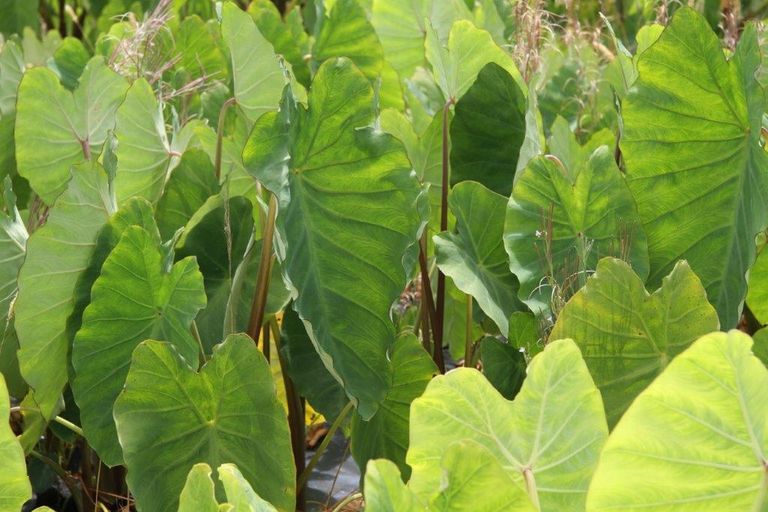 Photo of property in 41 Mcmanus Road, Houhora, Kaitaia, 0484