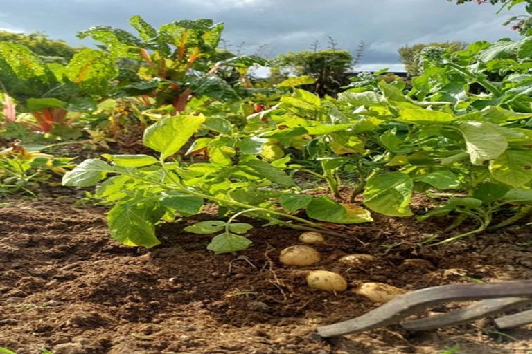 Photo of property in 140 Arapuni Lake Road, Wharepapa South, Pukeatua, 3880