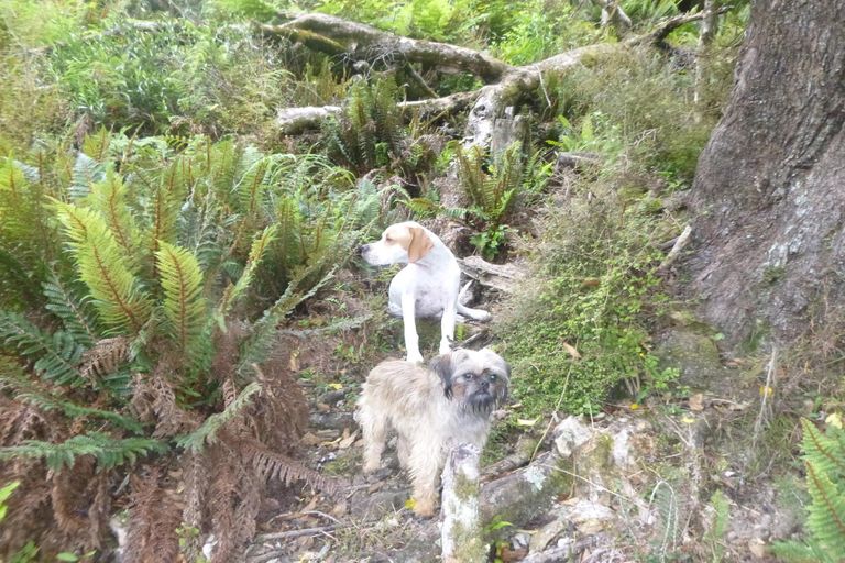 Photo of property in 26 Lookout Drive, Little Valley, Alexandra, 9320