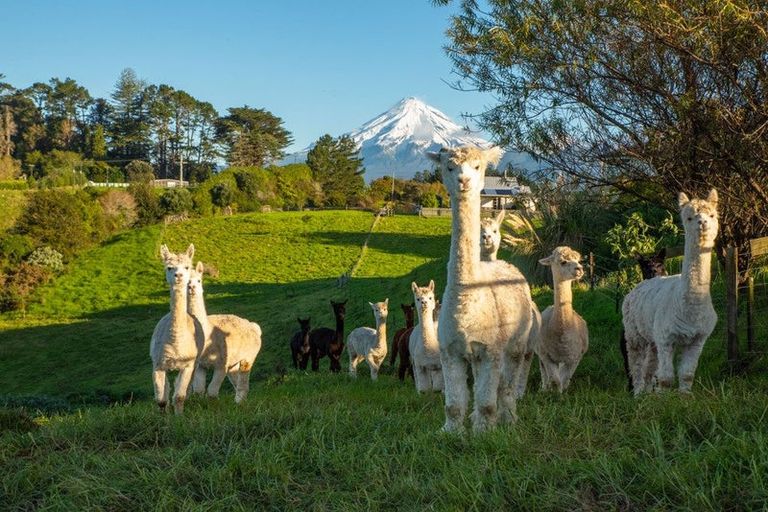 Photo of property in 10 Allan Road, Burgess Park, New Plymouth, 4371