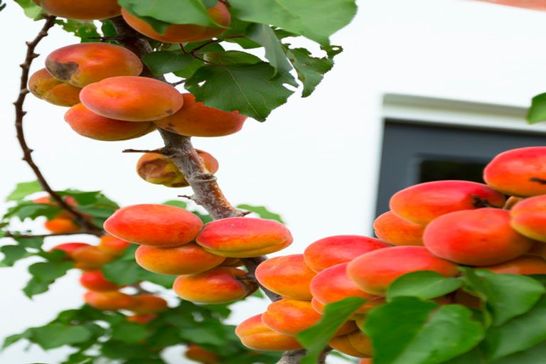 Photo of property in 19 Brough Street, Palmerston, 9430