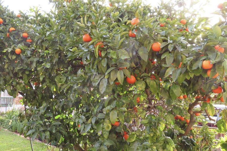 Photo of property in 66 Flynn Road, Hillcrest, Hamilton, 3216