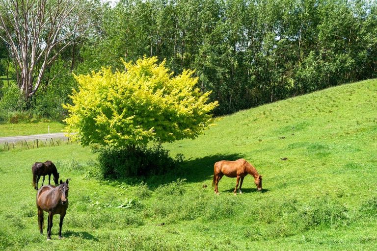 Photo of property in 205 Taylors Road, Otaki, 5583