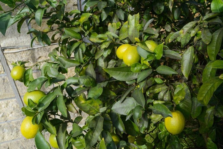 Photo of property in 45 Manapouri Crescent, Hokowhitu, Palmerston North, 4410