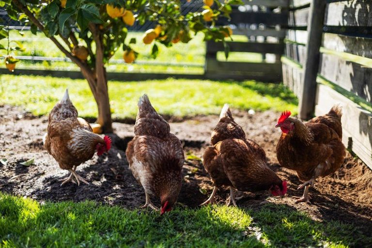 Photo of property in 178 Mowbray Road, Waharoa, Matamata, 3471