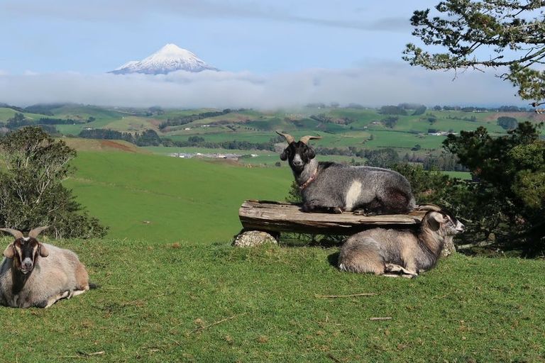 Photo of property in 890a Otaraoa Road, Tikorangi, Waitara, 4383