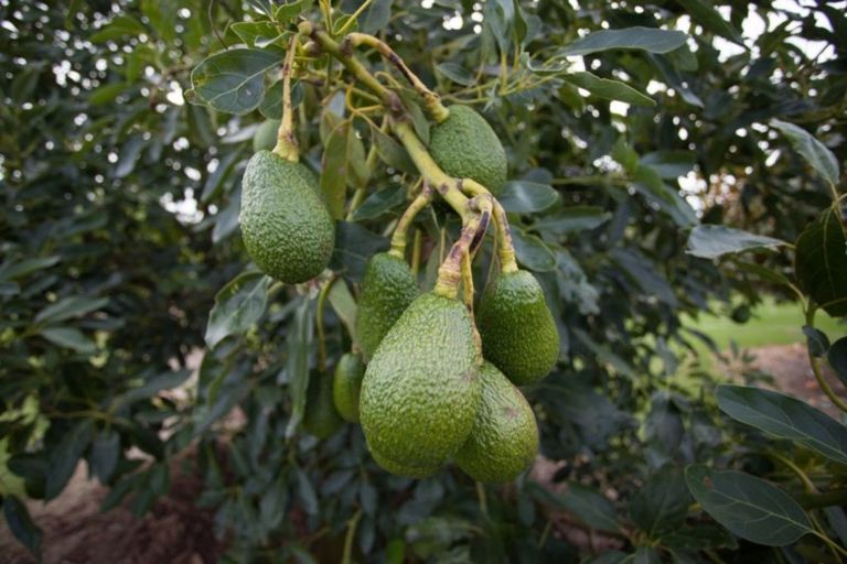 Photo of property in 86f Mimiha Ridge Road, Matata, Whakatane, 3194