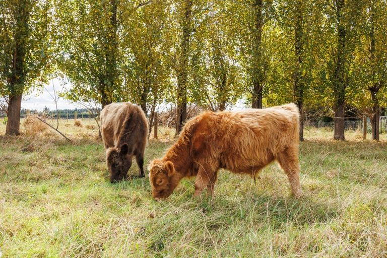 Photo of property in 23 Eyre Road, Linton, Palmerston North, 4472