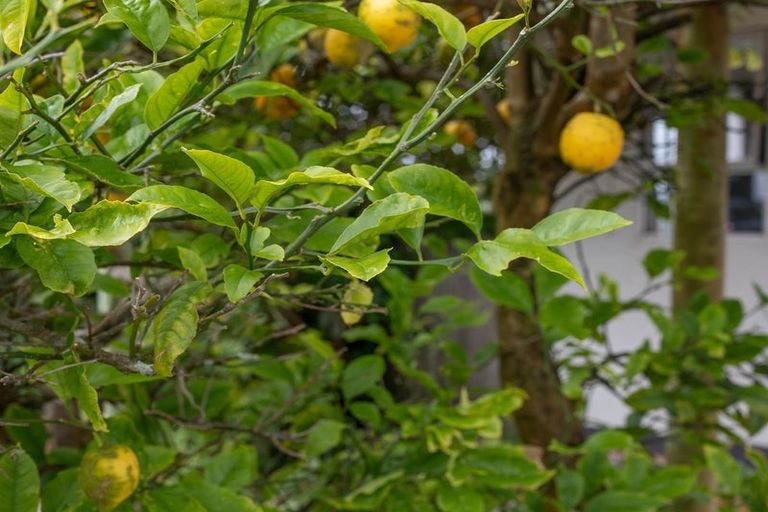 Photo of property in 14 Marlborough Street, Greymouth, 7805