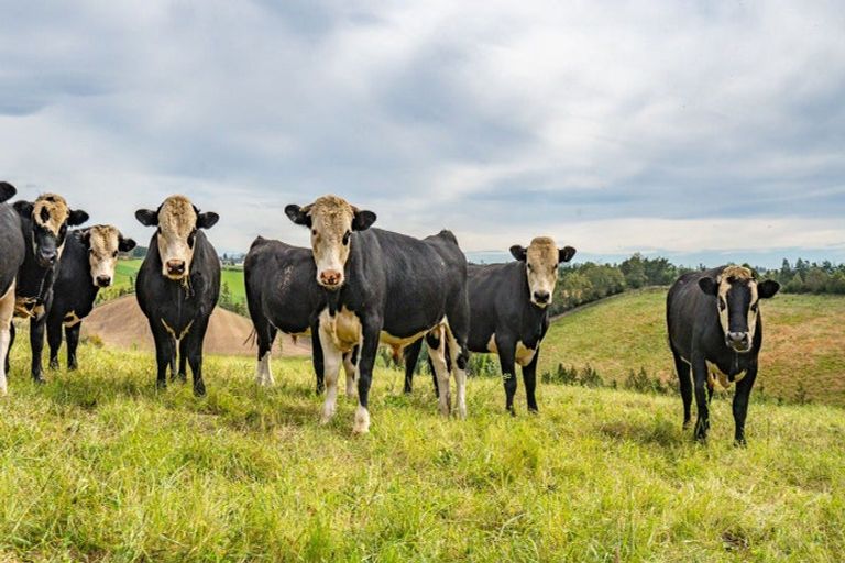 Photo of property in 234 Spur Road, Hadlow, Timaru, 7975