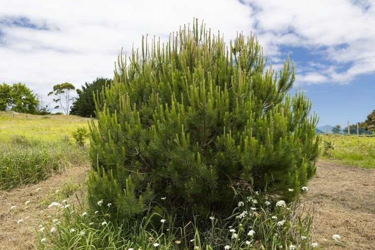 Photo of property in 392 Henderson Bay Road, Houhora, Kaitaia, 0484