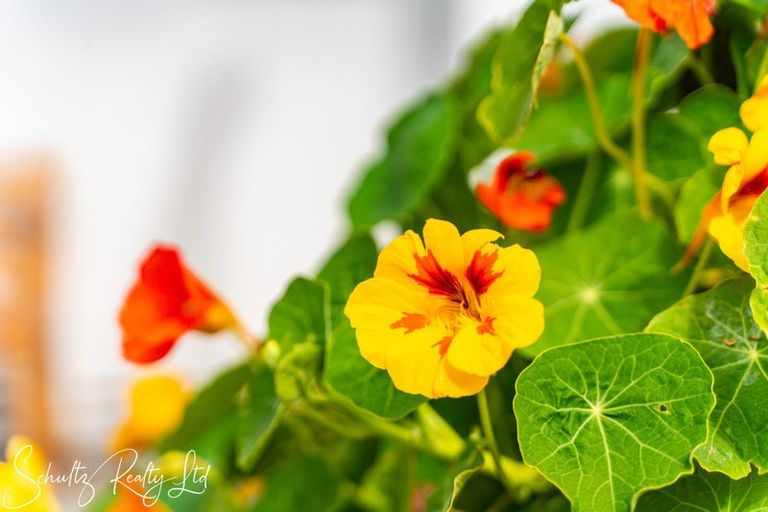 Photo of property in 70 Jellicoe Road, Ruawai, 0530