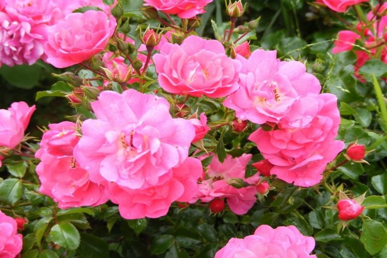 Photo of property in 3 Glendale Place, Witherlea, Blenheim, 7201