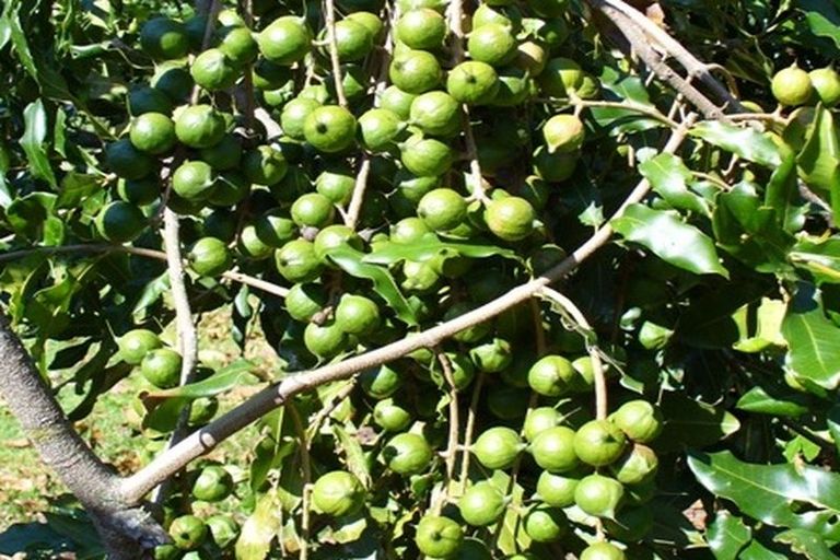 Photo of property in 3264 State Highway 12, Taheke, Kaikohe, 0473