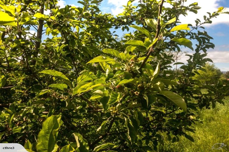 Photo of property in 12 Caulfeild Street, Ranfurly, 9332