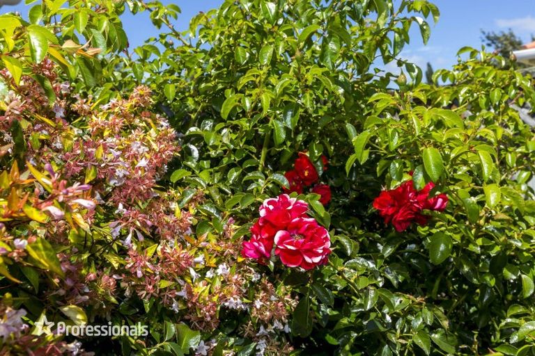 Photo of property in 8 Carlow Grove, Birchville, Upper Hutt, 5018