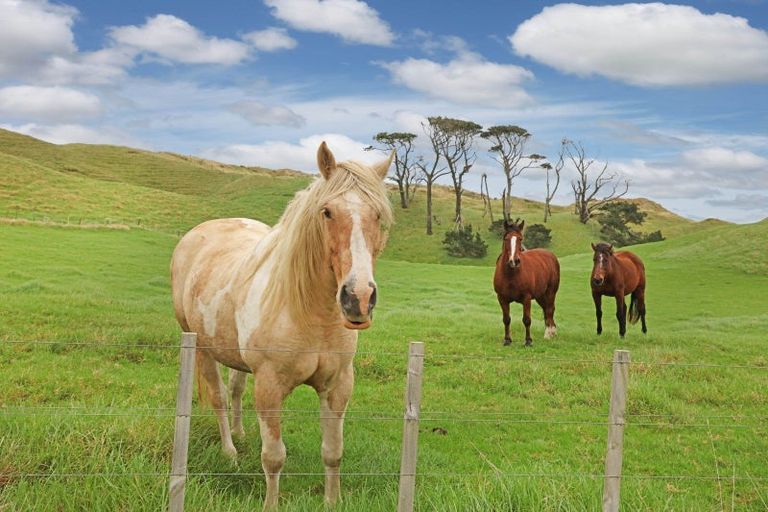 Photo of property in 569 Karioitahi Road, Lake Puketi, Waiuku, 2683