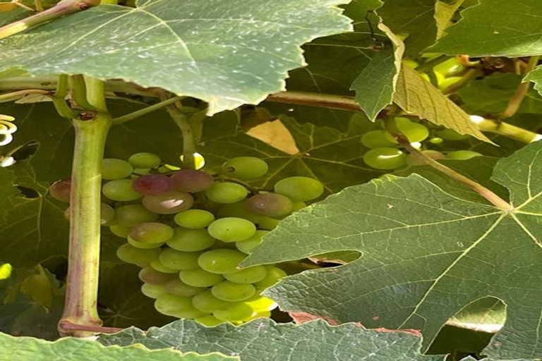 Photo of property in 73 Windsor Road, Bellevue, Tauranga, 3110