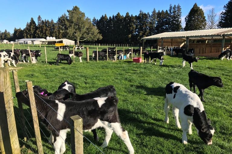 Photo of property in 1128d Omanawa Road, Omanawa, Tauranga, 3171