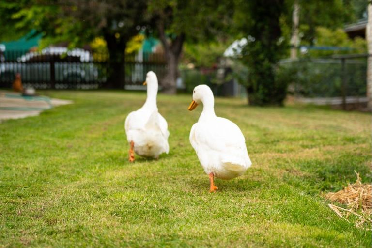 Photo of property in 1a Davis Avenue, Ranfurly, 9332