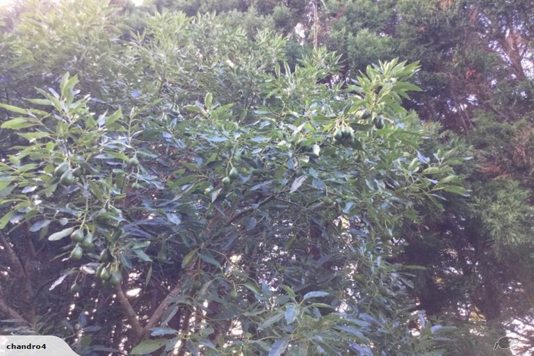 Photo of property in 88 Te Pua Road, Kaikohe, 0472