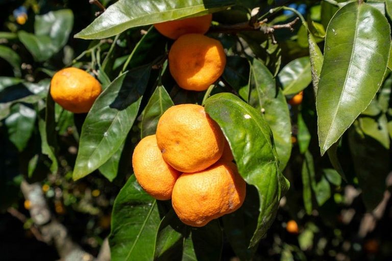 Photo of property in 179 Victoria Street, Cambridge, 3434