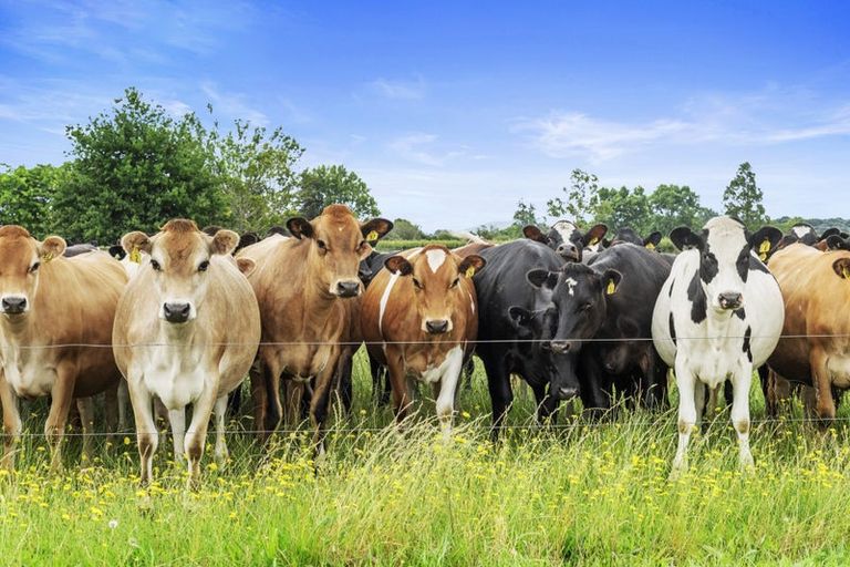 Photo of property in 728 Horrell Road, Morrinsville, 3374