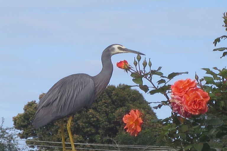 Photo of property in 81 Awatea Avenue, Paraparaumu, 5032