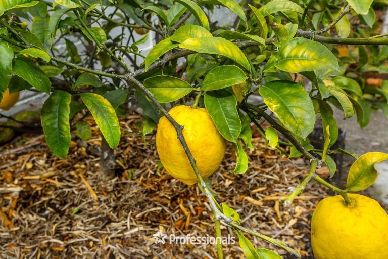 Photo of property in 14 Prouse Grove, Silverstream, Upper Hutt, 5019