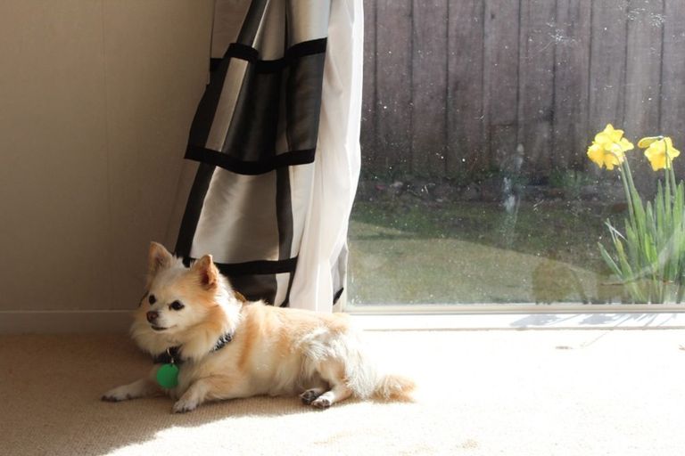 Photo of property in 31 Maurice Borich Place, Henderson, Auckland, 0610