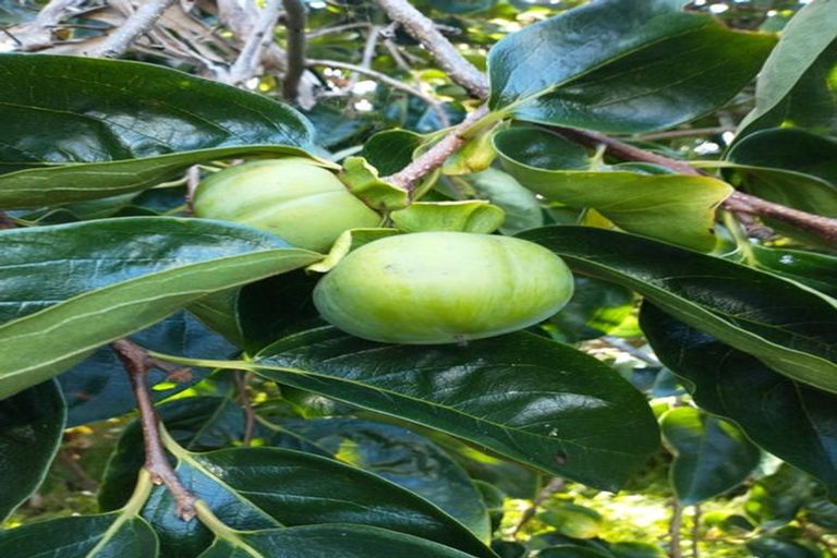 Photo of property in 109 Vinegar Hill Road, Kauri, Kamo, 0185