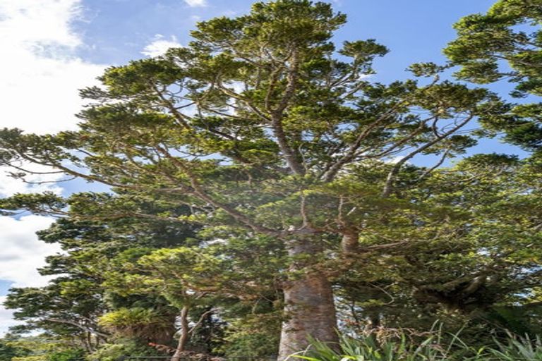 Photo of property in 1140 Russell Road, Opuawhanga, Hikurangi, 0184