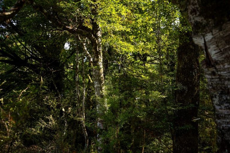 Photo of property in 101 Gowan Valley Road, Gowanbridge, Murchison, 7077