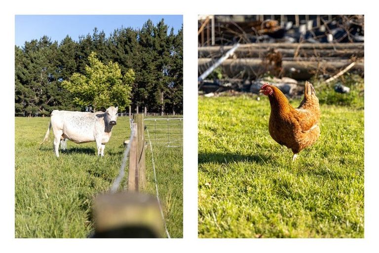 Photo of property in 347d Pyes Pa Road, Pyes Pa, Tauranga, 3173