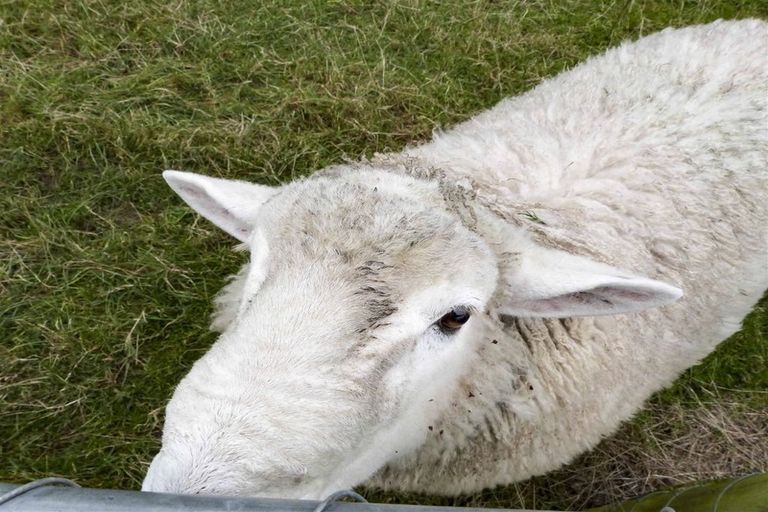 Photo of property in 22 Saville Row, Waihopai, Invercargill, 9872