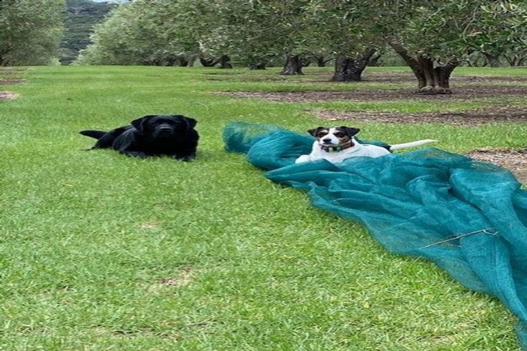 Photo of property in 478 Hihi Road, Hihi, Mangonui, 0494