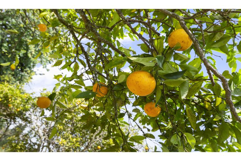 Photo of property in 4 Eccles Avenue, Te Kauwhata, 3710