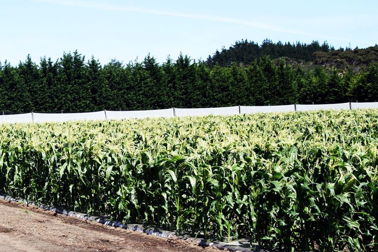 Photo of property in 3167 State Highway 1, Pukenui, Kaitaia, 0484