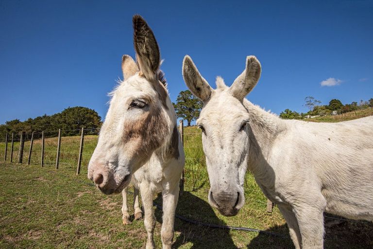 Photo of property in 12 Willow Lane, Maungaturoto, 0588