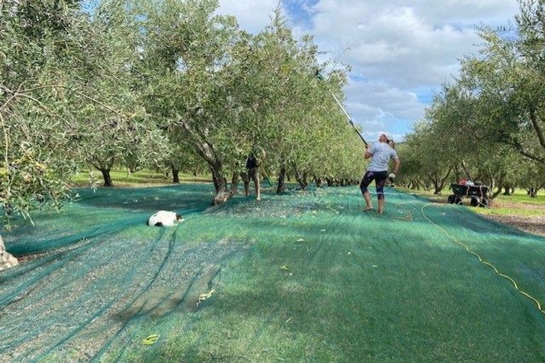 Photo of property in 478 Hihi Road, Hihi, Mangonui, 0494