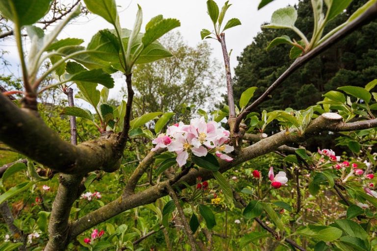 Photo of property in 484 Finnis Road, Pohangina, Feilding, 4775