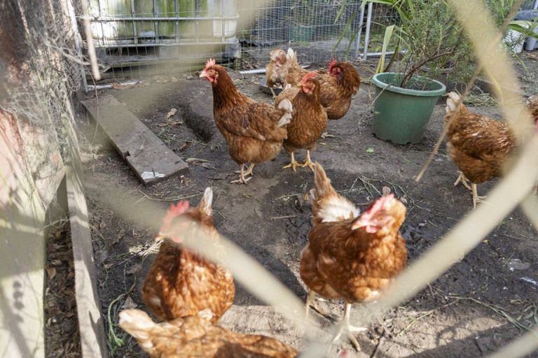 Photo of property in 6 Links Avenue, Mount Maunganui, 3116