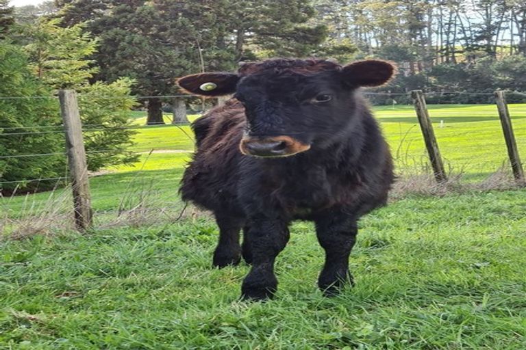 Photo of property in 275 Peak Road, Kaukapakapa, Helensville, 0875